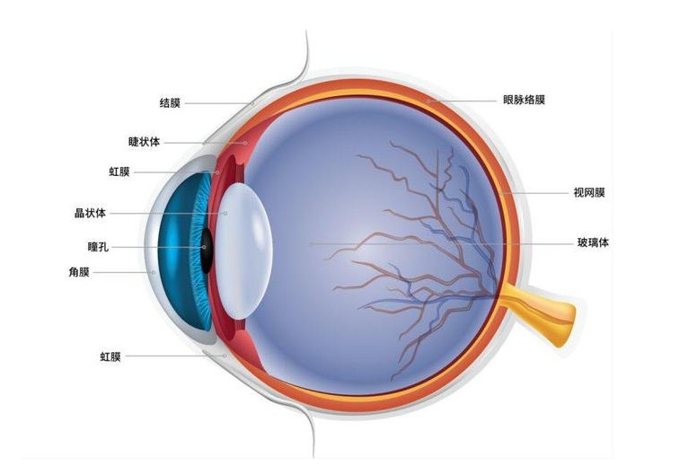 眼睛結(jié)構(gòu)圖
