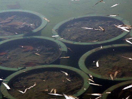 偏振鏡光學(xué)原理