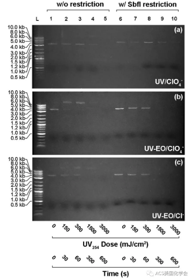 紫外光輔助電化學氧化去除污水中的抗性細菌與基因- 紫外光輔助電化學氧化去除污水中的抗性細菌與基因-
